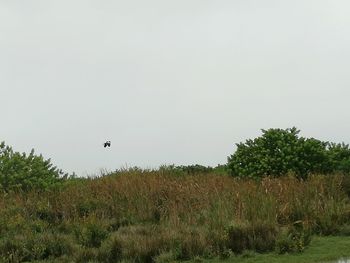 Bird flying over field against clear sky