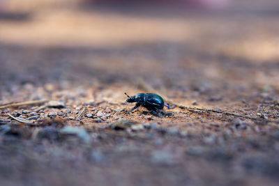A macro shot of a black beetle