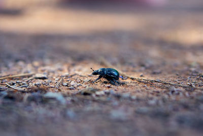 Close-up of insect on land