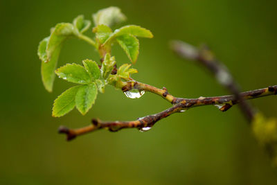 Close-up of insect on plant