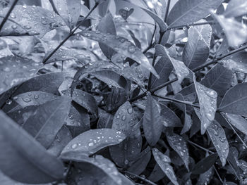 Close-up of wet plant leaves during rainy season