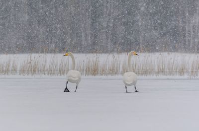 Two birds in the winter
