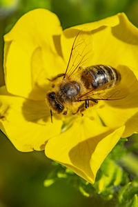 Close-up of bee pollinating on yellow flower