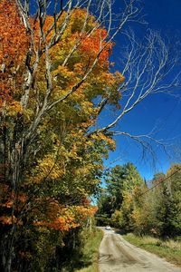 Close-up of autumn tree against sky