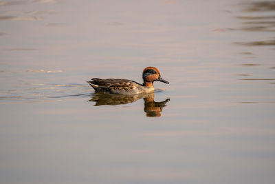 Duck swimming in lake