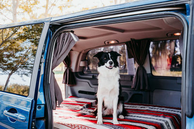 Portrait of dog sitting in van