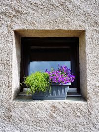 Potted plants on window sill