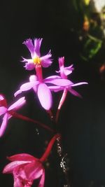 Close-up of pink flowers