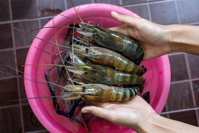 Close-up of person holding food