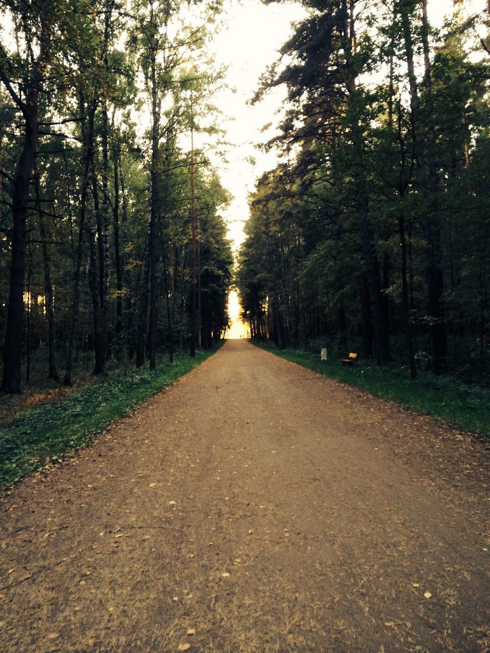 the way forward, tree, diminishing perspective, vanishing point, transportation, road, tranquility, tranquil scene, forest, treelined, nature, empty road, growth, long, empty, country road, no people, outdoors, beauty in nature, sky