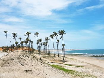 Palm trees on beach against sky