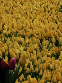 Full frame shot of yellow flowering plants