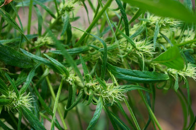 Close-up of fresh green plants