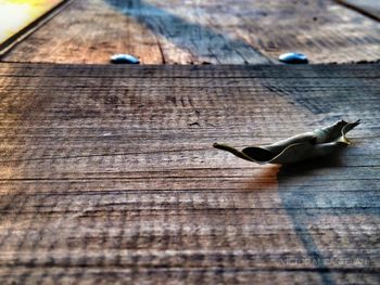 High angle view of lizard on wooden table