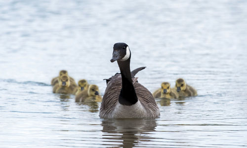 Ducks in a lake