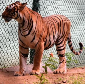 Tiger in cage at zoo