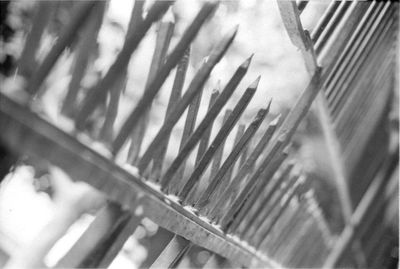 Close-up of plant against blurred background