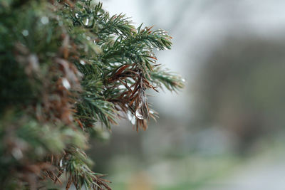 Close-up of wet pine tree