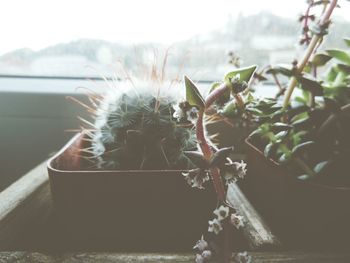 Close-up of plant against blurred background