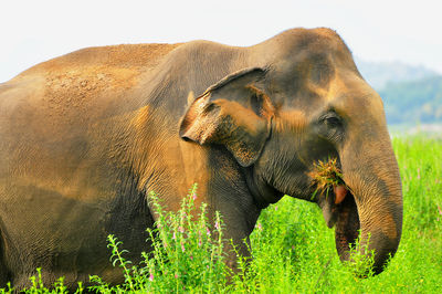 Elephant on landscape against sky