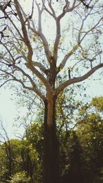 Low angle view of tree against sky