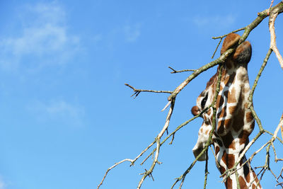 Low angle view of a tree