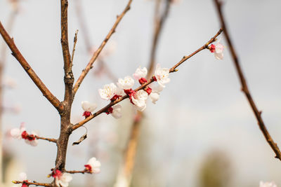 Close-up of cherry blossom on branch