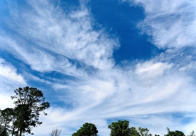 Low angle view of trees against blue sky