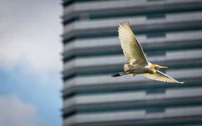 Low angle view of bird flying against blurred background