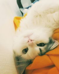 Close-up portrait of cat