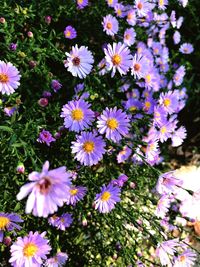 High angle view of pink flowering plants