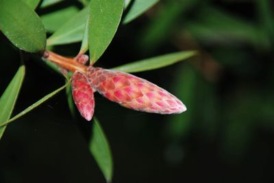 Close-up of red berries on plant