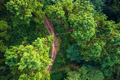 View of a forest