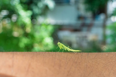 Close-up of insect on leaf