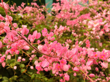 Close-up of pink flowers