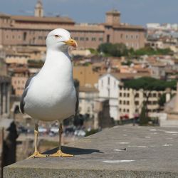 Seagull perching on retaining wall in city