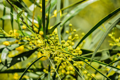 Close-up of yellow flower growing in field