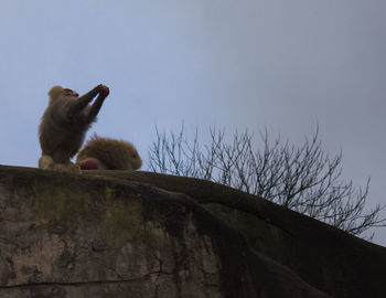 Low angle view of monkeys on wall against clear sky