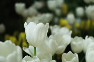 Close-up of white tulip