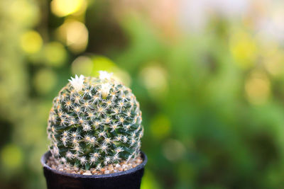 Close-up of succulent plant