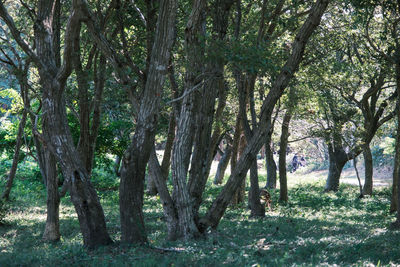 Trees in forest