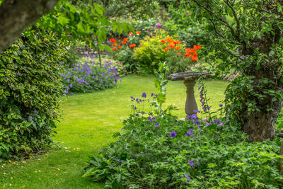 Flowers growing on tree