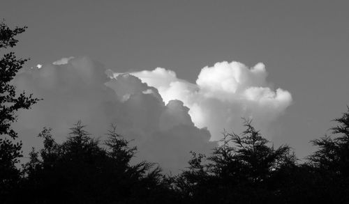 Low angle view of trees against cloudy sky