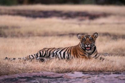 Portrait of cat lying on land