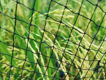 Full frame shot of leaf on field