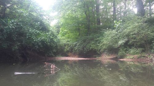 Reflection of trees in water