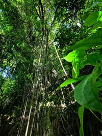 Close-up of bamboo trees in forest