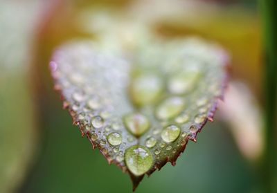 Close-up of water drops on leaves