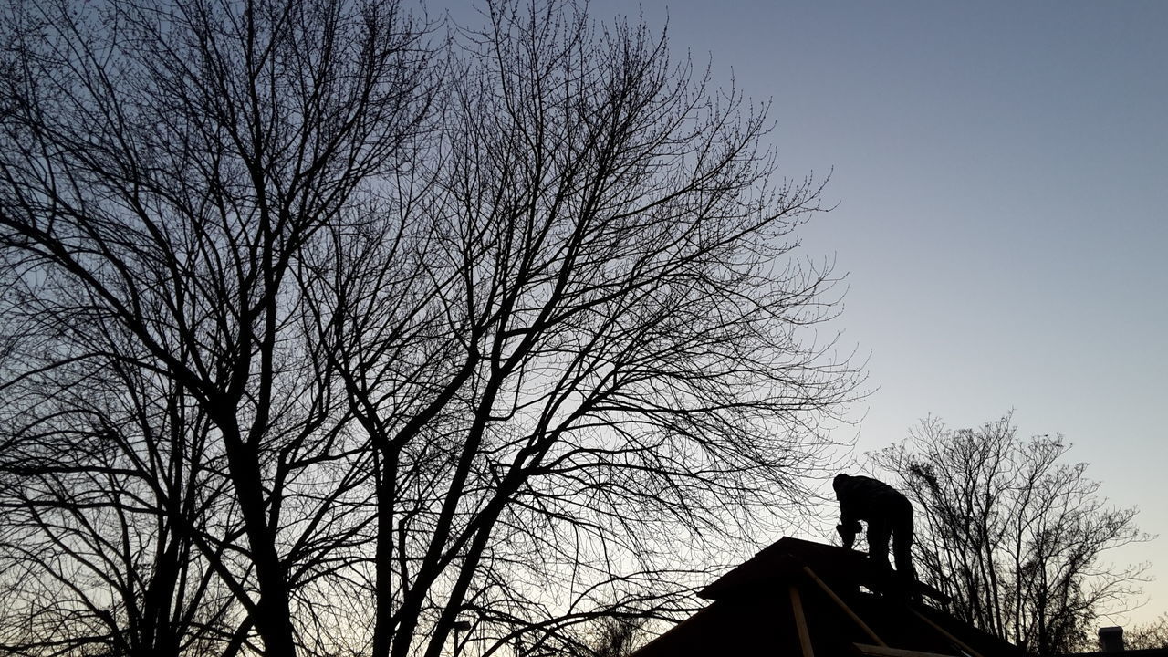 SILHOUETTE OF BIRD PERCHING ON BARE TREE AGAINST SKY