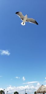 Low angle view of seagull flying in sky